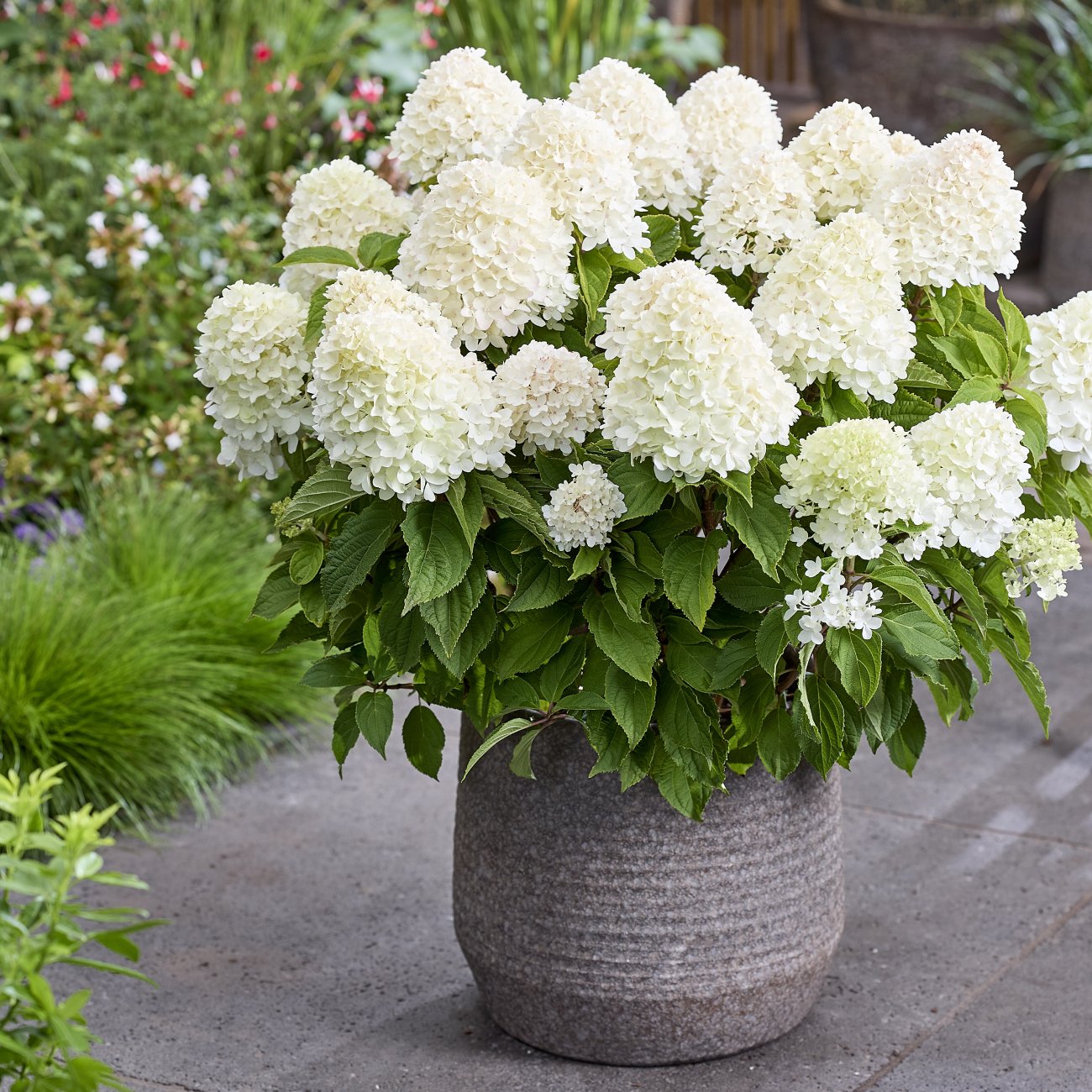 Obrázok Hortenzia metlinatá (Hydrangea paniculata) ´LIVING SUGAR RUSH® by LIVING CREATIONS® - výška 30-40 cm, kont. C2L